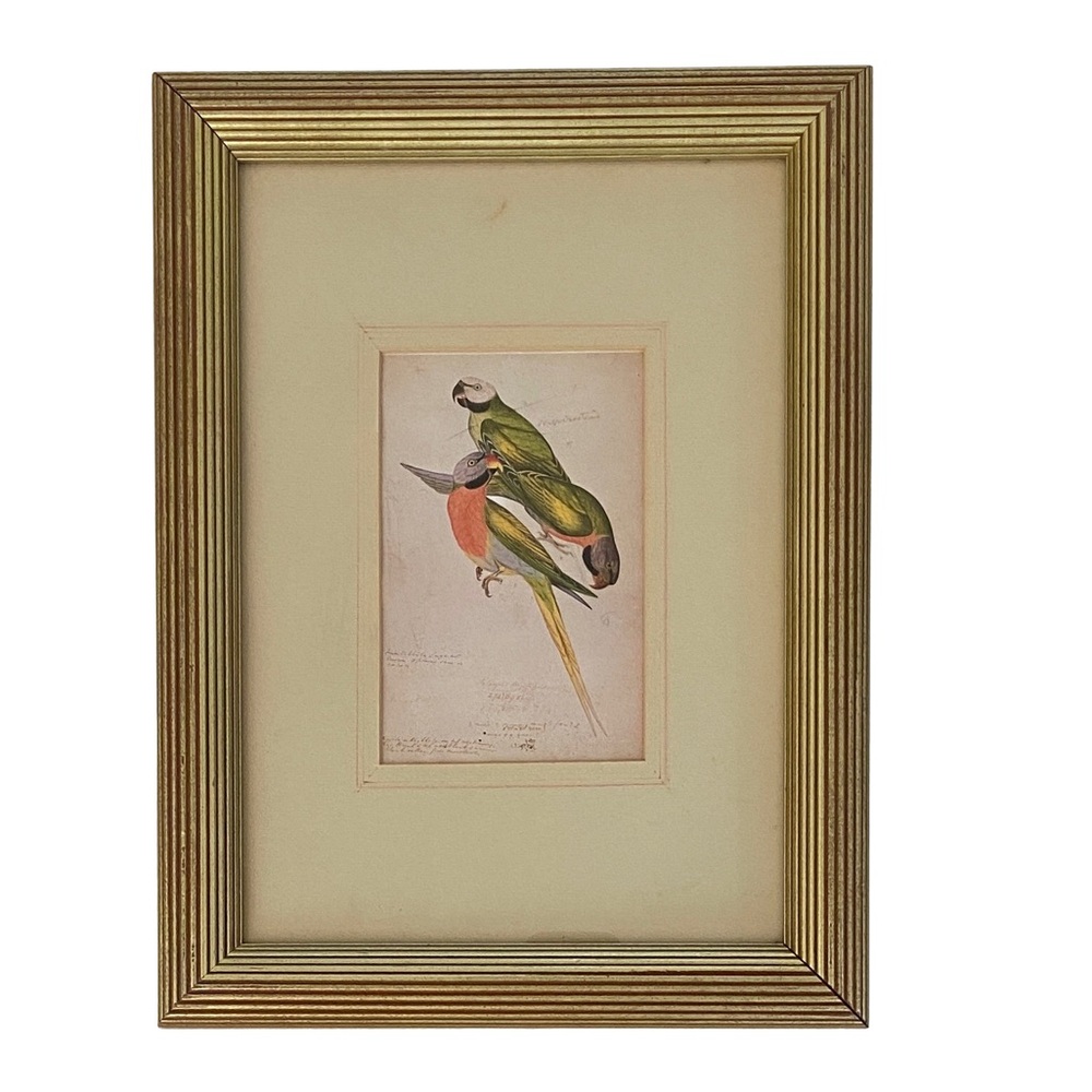 Framed Parrots Print